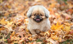 背中ニキビの治療に皮膚科を受診する際、保険は適用されるの？