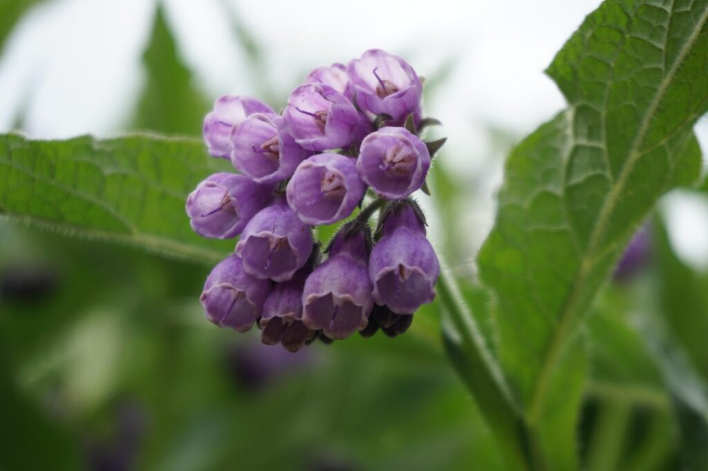 背中ニキビと湿疹の違いは何ですか？